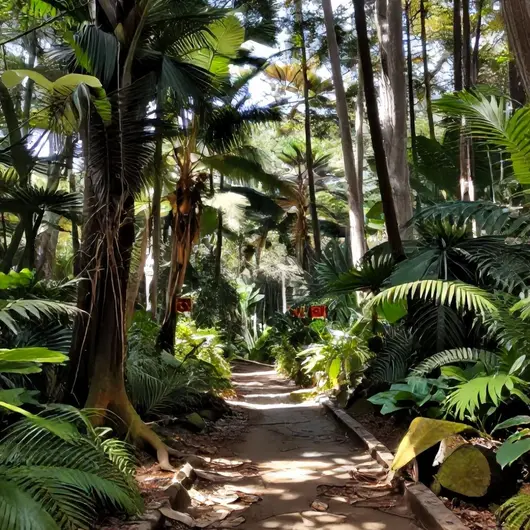 Caminhada em Trilha